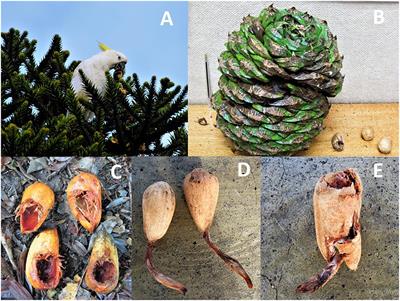 Overlooked Parrot Seed Dispersal in Australia and South America: Insights on the Evolution of Dispersal Syndromes and Seed Size in Araucaria Trees